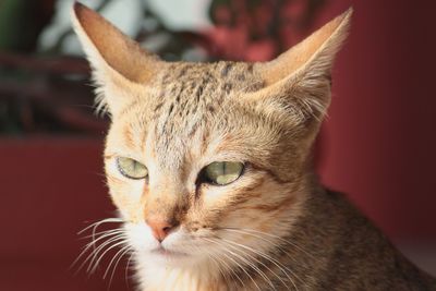 Close-up portrait of a cat