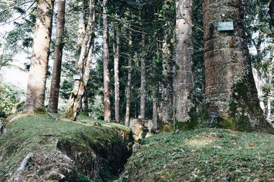 Trees growing in forest