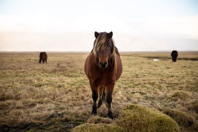 Horse grazing on meadow against sky