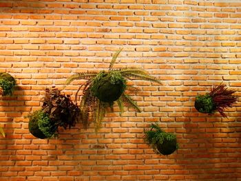 Low angle view of potted plant against brick wall