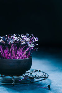 Close-up of purple flower on table against black background