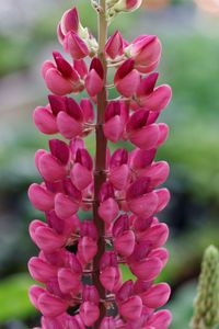 Close-up of pink flower