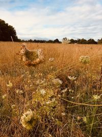 Scenic view of field against sky