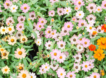 Full frame shot of flowers blooming outdoors