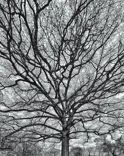 Low angle view of bare tree against clear sky
