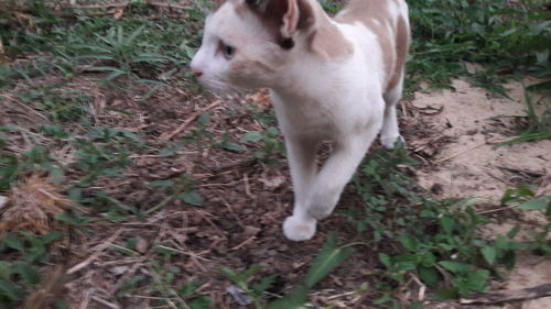 High angle view of dog running on field