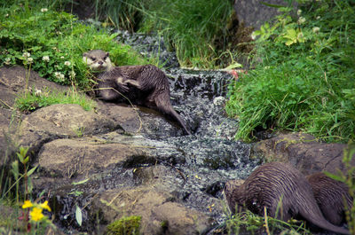 High angle view of otters walking on rock