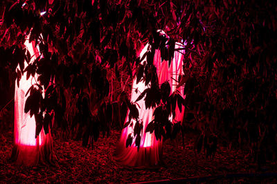 Red illuminated lanterns hanging on trees at night