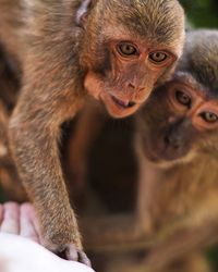 Close-up portrait of monkey