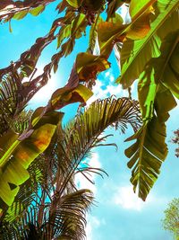 Low angle view of coconut palm tree against sky