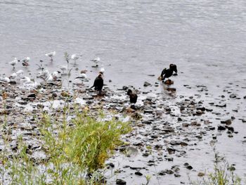 High angle view of birds on lake