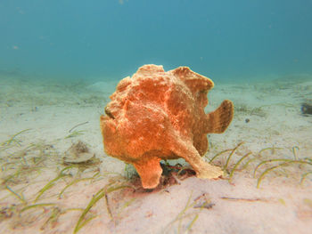 sea