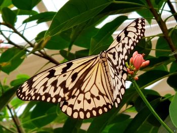 Close-up of butterfly pollinating on flower