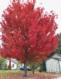 Red leaves on tree