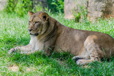 Lion lying on grass