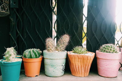 Close-up of potted plants