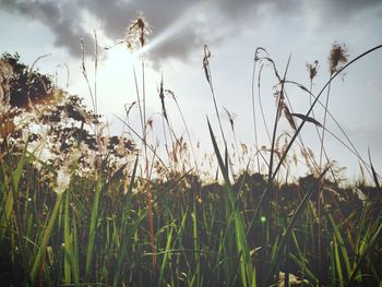 Close-up of wheat growing on field against sky