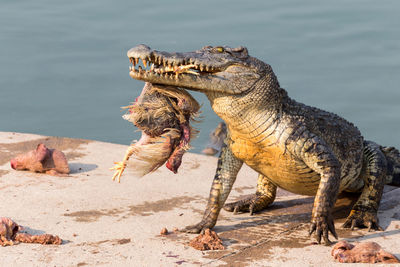 Wildlife crocodile catches and eating a chicken