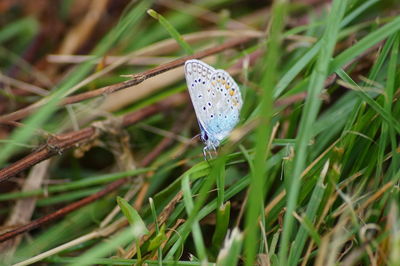 Close-up of butterfly on grass