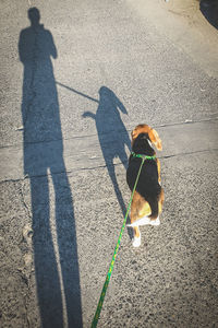 High angle view of dog on road