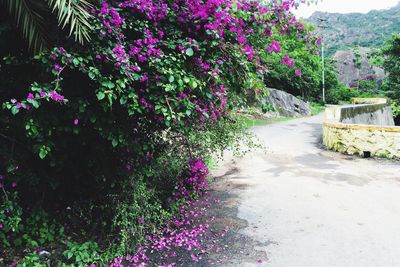 Flowers growing on plant