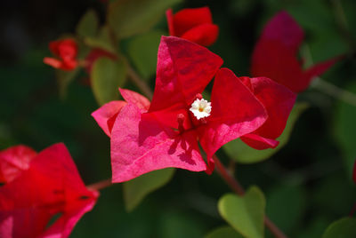 Close-up of red flowering plant