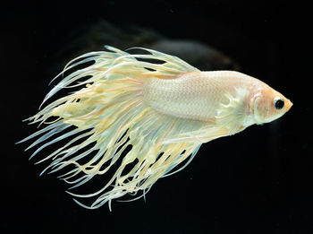 Close-up of fish swimming in sea