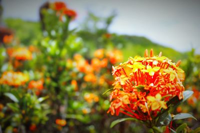 Close-up of orange marigold flower