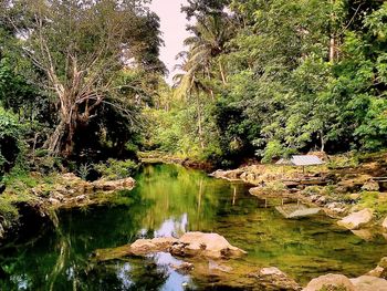 Reflection of trees in river