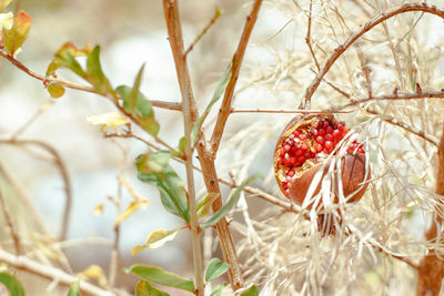 Close-up of berries growing on tree