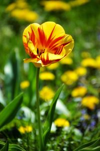 Close-up of yellow flowering plant