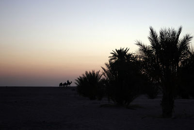 Silhouette palm trees on beach against clear sky at sunset