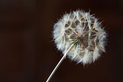 Close-up of dandelion