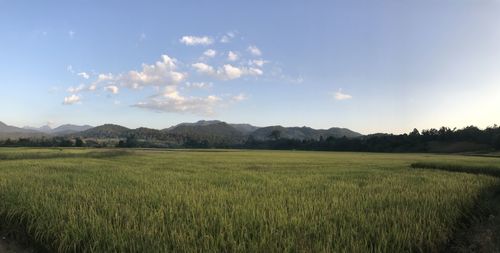 Scenic view of agricultural field against sky