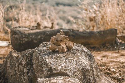 Close-up of crab on rock