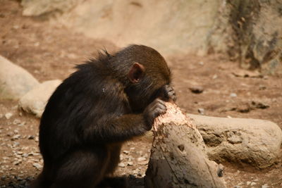 Monkey sitting on rock