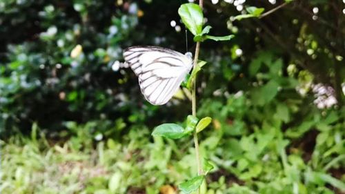 Butterfly on white flower