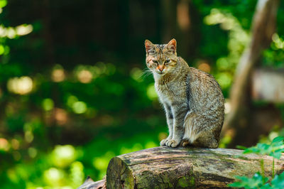 Bobcat sitting on wood