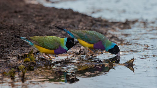 Birds drinking water of pond