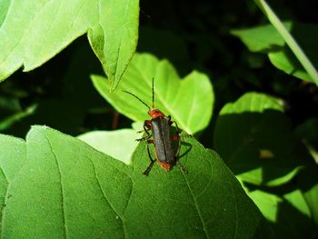 Close-up of insect on leaf