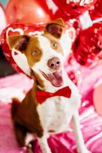 Close-up portrait of dog