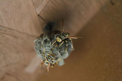 Close-up of bee