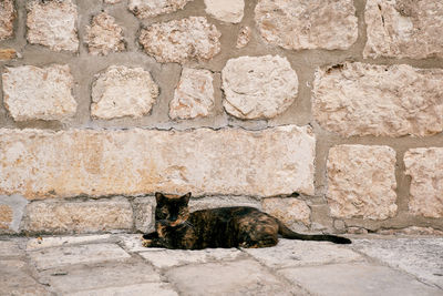 Cat sitting on stone wall