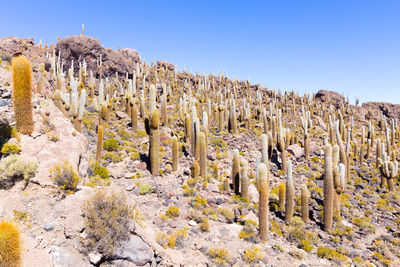 Rocks on field against clear blue sky