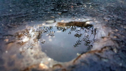 Reflection of tree in water