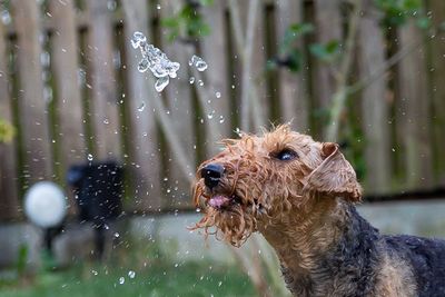 Dog in water