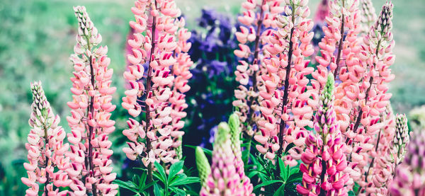 Close-up of pink flowering plants on field