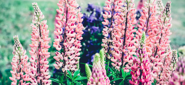 Close-up of red flowering plants