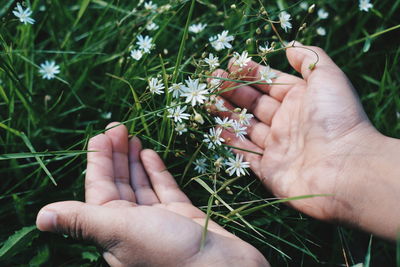 Close-up of hand holding flower