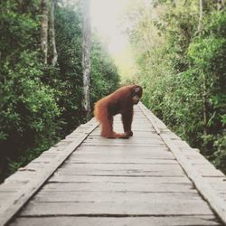 Dog in forest